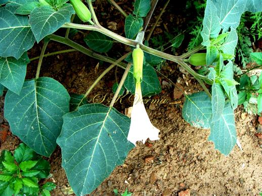  Flowering Shoot